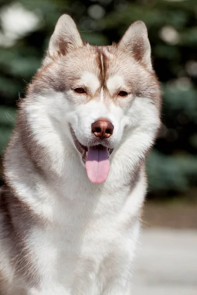 Adorável Cão Husky Siberiano Livre — Fotografia de Stock