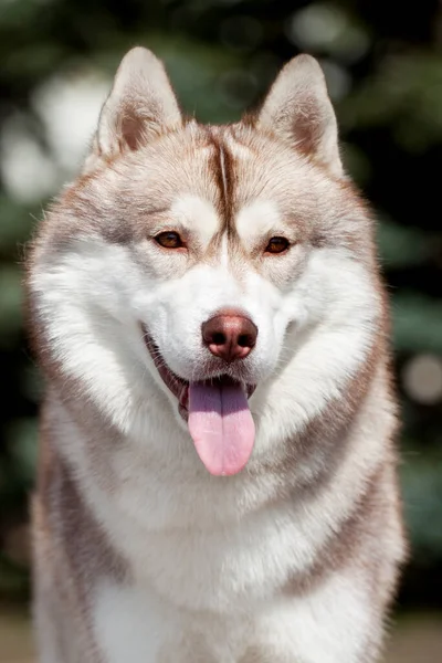 Adorable Perro Husky Siberiano Aire Libre — Foto de Stock