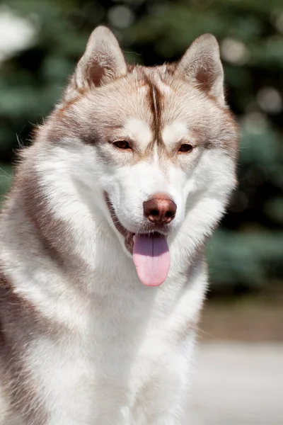 Adorabile Cane Husky Siberiano All Aperto — Foto Stock