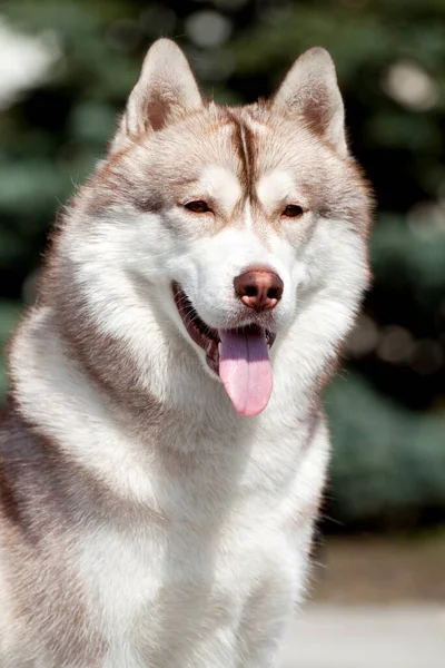 Αξιολάτρευτο Σκυλί Husky Σιβηρίας Εξωτερικούς Χώρους — Φωτογραφία Αρχείου