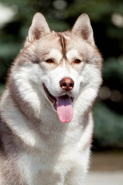 Rozkošný Sibiřský Husky Pes Venku — Stock fotografie