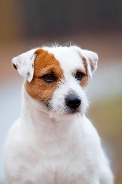 Söt Jack Russell Terrier Hund — Stockfoto