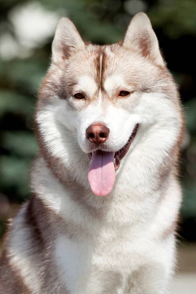 Entzückender Sibirischer Husky Hund Freien — Stockfoto