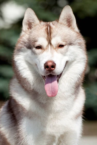 Bedårande Sibirisk Husky Hund Utomhus — Stockfoto