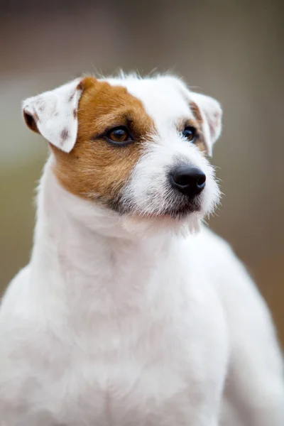 Jack Russell Terrier Köpek — Stok fotoğraf