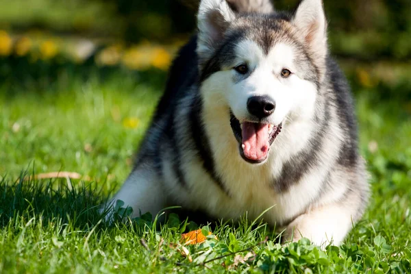 Bedårande Sibirisk Husky Hund Utomhus — Stockfoto