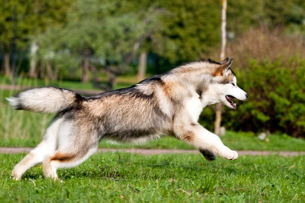 Adorável Cão Husky Siberiano Livre — Fotografia de Stock