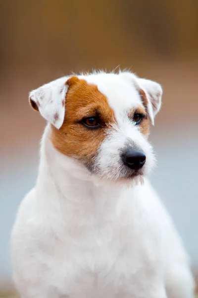 Bonito Jack Russell Terrier Dog — Fotografia de Stock