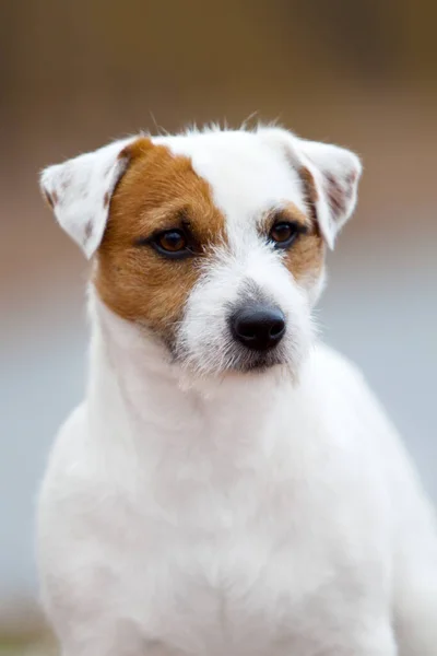 かわいいジャック ラッセル テリア犬 — ストック写真