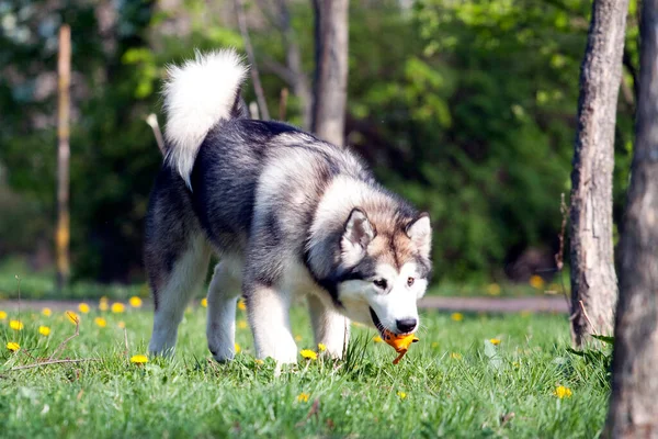 愛らしいシベリアのハスキー犬屋外 — ストック写真