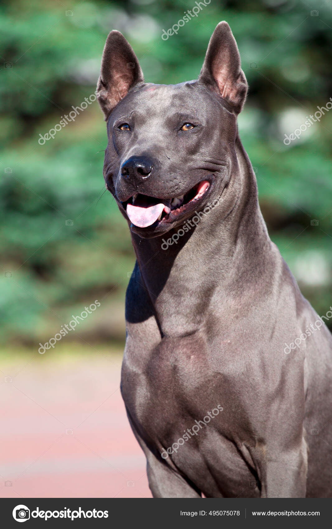 Rhodesian Ty Ridgeback Thai Ridgeback Dog Breeds Blue Thai Thai