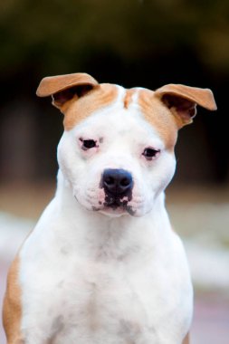 American Staffordshire Terrier köpeği. 