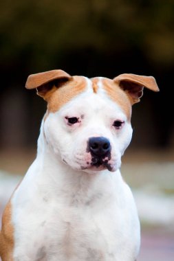 American Staffordshire Terrier köpeği. 