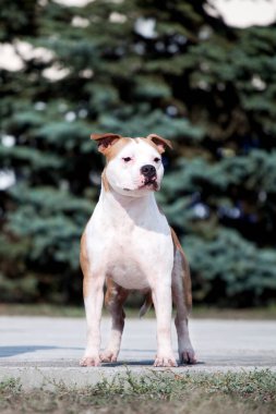 American Staffordshire Terrier köpeği. 
