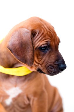 Rodezya sırtlı köpek yavrusu beyaz arka planda izole edilmiş.