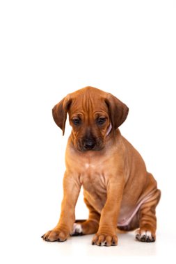 Rodezya sırtlı köpek yavrusu beyaz arka planda izole edilmiş.