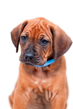 Rodezya sırtlı köpek yavrusu beyaz arka planda izole edilmiş.