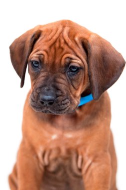 Rodezya sırtlı köpek yavrusu beyaz arka planda izole edilmiş.