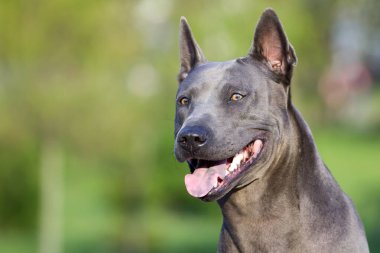 Rodezyalı sırt köpeği açık havada.