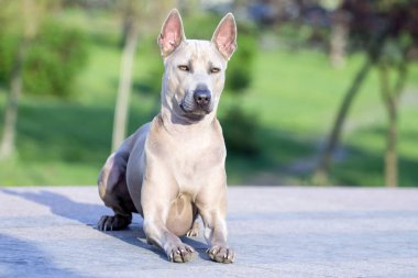 Rodezyalı sırt köpeği açık havada.