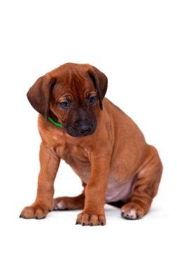 Rodezya sırtlı köpek yavrusu beyaz arka planda izole edilmiş.
