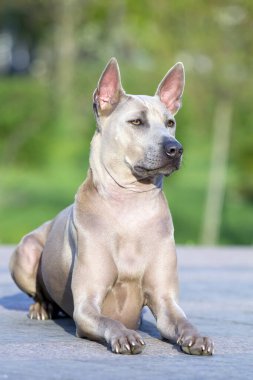 Rodezyalı sırt köpeği açık havada.