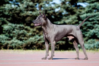Rodezyalı sırt köpeği açık havada.