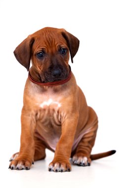 Rodezya sırtlı köpek yavrusu beyaz arka planda izole edilmiş.