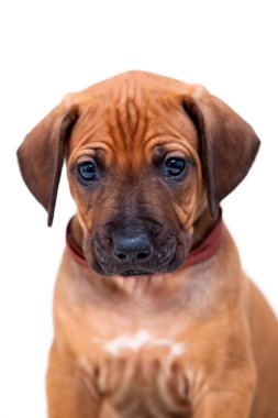 Rodezya sırtlı köpek yavrusu beyaz arka planda izole edilmiş.