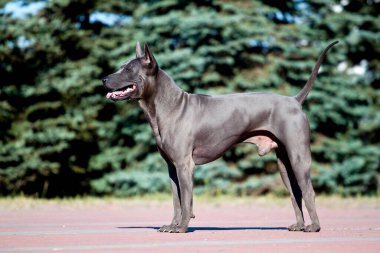 Rodezyalı sırt köpeği açık havada.