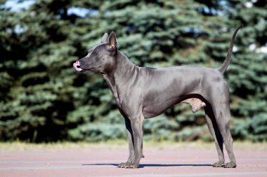 Rodezyalı sırt köpeği açık havada.