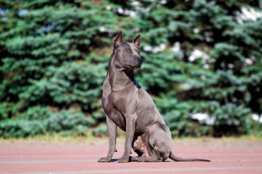 Rodezyalı sırt köpeği açık havada.
