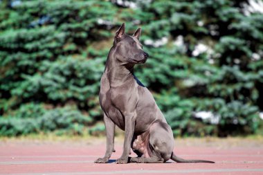 Rodezyalı sırt köpeği açık havada.