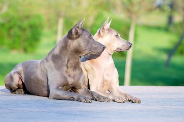 Rodezya sırt köpekleri açık havada