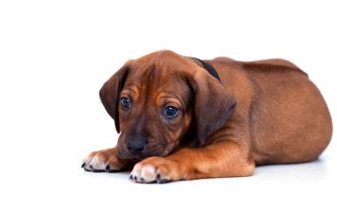 Rodezya sırtlı köpek yavrusu beyaz arka planda izole edilmiş.