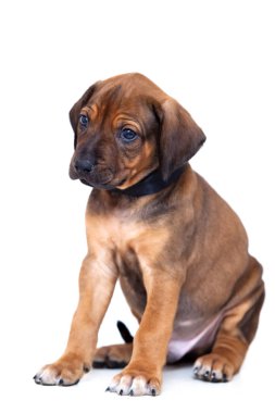 Rodezya sırtlı köpek yavrusu beyaz arka planda izole edilmiş.