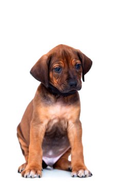 Rodezya sırtlı köpek yavrusu beyaz arka planda izole edilmiş.