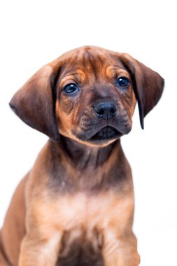 Rodezya sırtlı köpek yavrusu beyaz arka planda izole edilmiş.