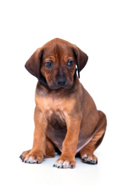 Rodezya sırtlı köpek yavrusu beyaz arka planda izole edilmiş.