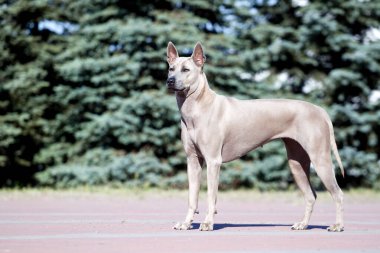 Rodezyalı sırt köpeği açık havada.