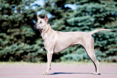Rodezyalı sırt köpeği açık havada.