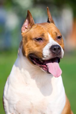 American Staffordshire Terrier köpeği. 