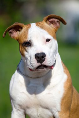 American Staffordshire Terrier köpeği. 