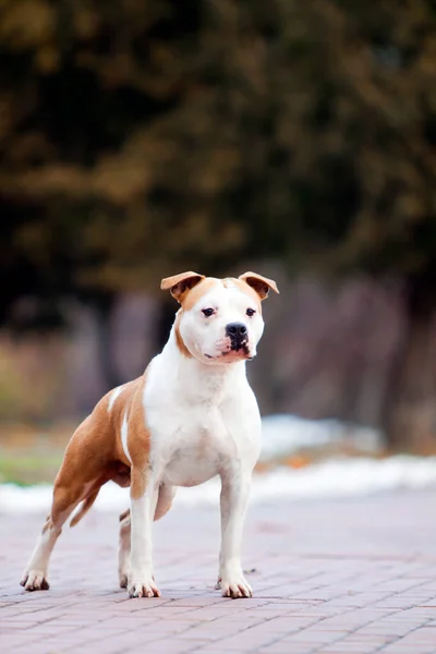 American Staffordshire Terrier Cão Livre — Fotografia de Stock