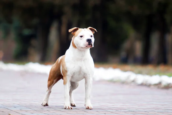 American Staffordshire Terrier Pies Świeżym Powietrzu — Zdjęcie stockowe