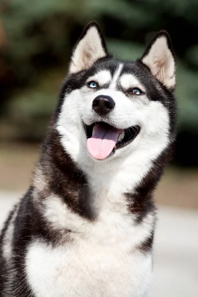 Αξιολάτρευτο Σκυλί Husky Σιβηρίας Εξωτερικούς Χώρους — Φωτογραφία Αρχείου