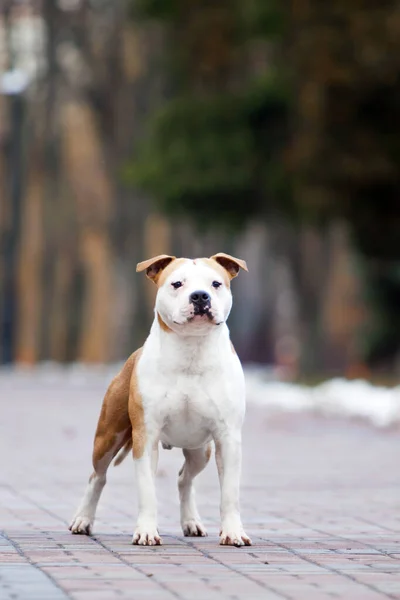 American Staffordshire Terrier Cão Livre — Fotografia de Stock