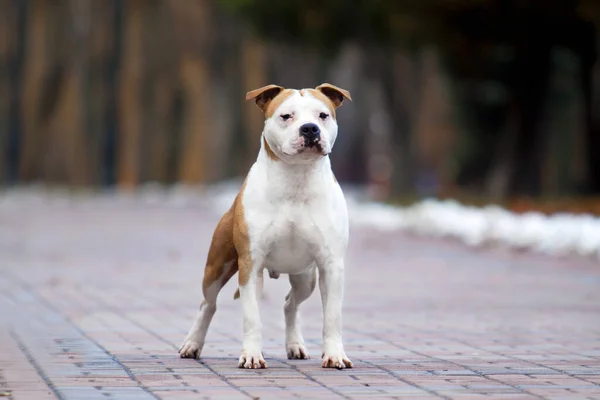 American Staffordshire Terrier Pies Świeżym Powietrzu — Zdjęcie stockowe