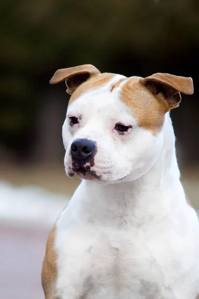 American Staffordshire Terrier Pies Świeżym Powietrzu — Zdjęcie stockowe