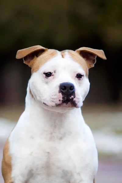 American Staffordshire Terrier Cão Livre — Fotografia de Stock